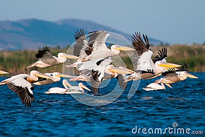 American Great White Pelican Stock Photo