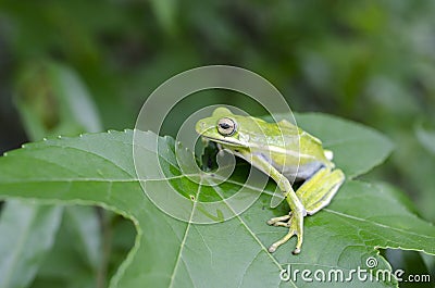 American Green Tree Frog on a Sweetgum leaf, Hyla cinerea Stock Photo