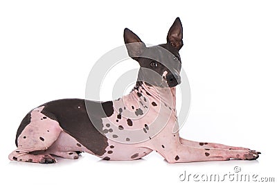 American hairless terrier on white background Stock Photo