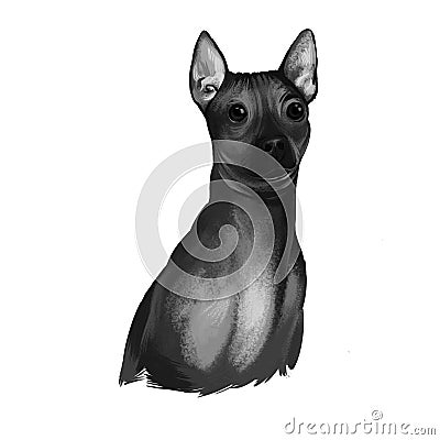 American Hairless Terrier AHT dog digital art illustration in black and white colors. Rare breed of dog variant of Rat Terrier. T- Cartoon Illustration