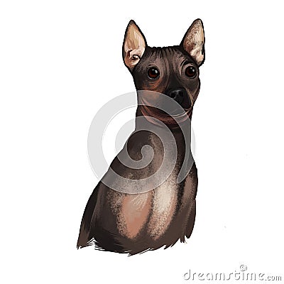 American Hairless Terrier AHT dog digital art illustration isolated on white background. Rare breed of dog variant of Rat Terrier Cartoon Illustration