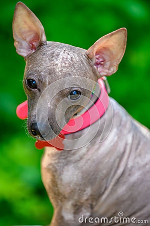 American Hairless Terrier dog with bright pink collar close-up portrait Stock Photo