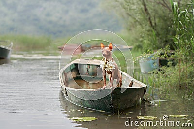 An American Hairless Terrier dog in a canoe amidst calm waters. Stock Photo