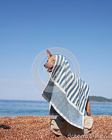 An American Hairless Terrier dog wrapped in a towel gazes at the sea. Stock Photo