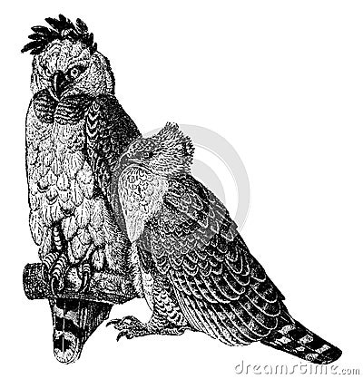 American Harpy Eagle, vintage illustration Vector Illustration