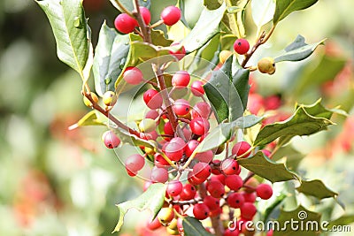 American Holly (Ilex opaca) Stock Photo