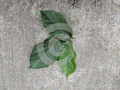 American huzelnut green leaves Stock Photo