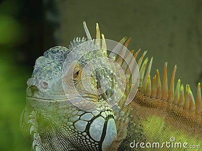 American Iguana also known as the Green Iguana Stock Photo