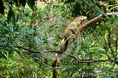 American iguana Stock Photo