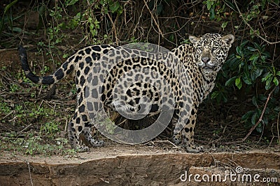 American jaguar in the darkness of a brazilian jungle Stock Photo