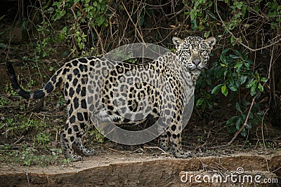American jaguar in the darkness of a brazilian jungle Stock Photo