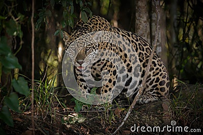 American jaguar in the darkness of a brazilian jungle Stock Photo