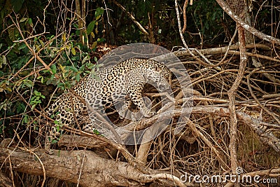 American jaguar in the nature habitat. Stock Photo