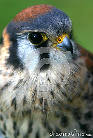 American Kestrel Stock Photo