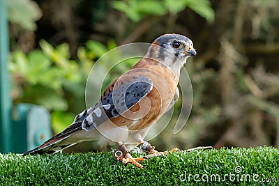 American Kestrel bird of prey Stock Photo