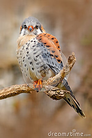 American kestrel Falco sparverius, sitting on the tree stump, little bird of prey sitting on the tree trunk, Mexico. Birds in the Stock Photo
