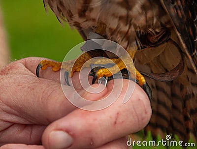 American Kestrel Falcon talents perched on a hand Stock Photo