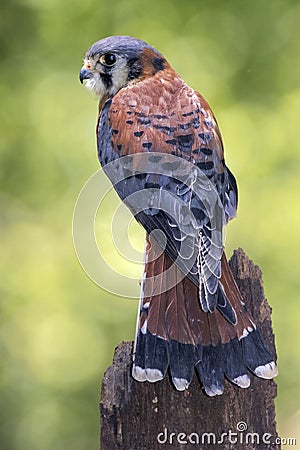 American Kestrel looks for food Stock Photo