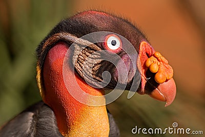 American king vulture Stock Photo