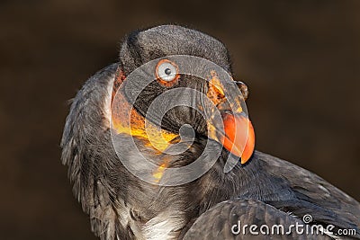 American king vulture Stock Photo