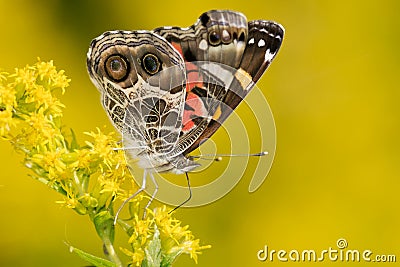 American Lady Butterfly - Vanessa virginiensis Stock Photo