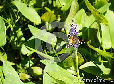 American Lady Butterfly (Vanessa virginiensis) on pickeral weed (Pontederia cordata Stock Photo