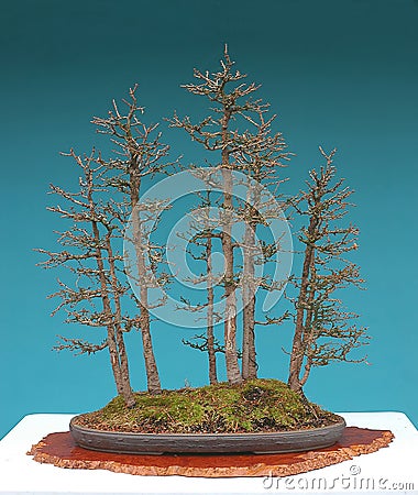 American larch bonsai forest Stock Photo