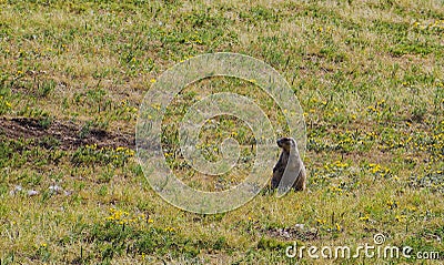 American marmot rests in its nest while other marmots control the environment Stock Photo