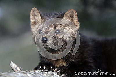 American marten, Martes americana, Stock Photo