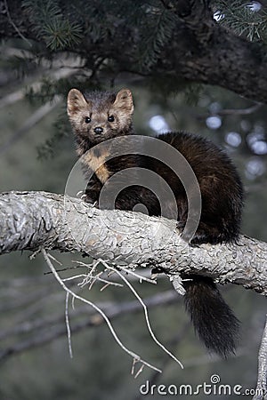 American marten, Martes americana, Stock Photo