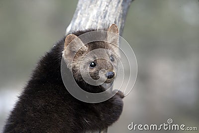 American marten, Martes americana, Stock Photo