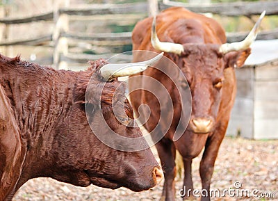 American Milking Devon cattle in Colonial Williamsburg Stock Photo