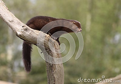 American mink, Mustela vison Stock Photo