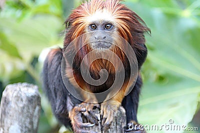 american monkey (golden-headed lion tamarin) in a zoo (france) Stock Photo