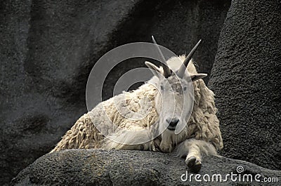 American mountain goat, Oreamnos americanus Stock Photo