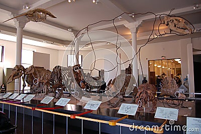 American Museum of Natural History. New York.. Fossils minerals dinosaurs dioramas. Editorial Stock Photo