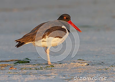 American oystercatcher, Haematopus palliatus Stock Photo