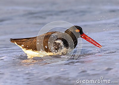 American oystercatcher, Haematopus palliatus splashing in the surf Stock Photo