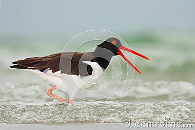 American Oystercatcher, Haematopus palliatus, water bird in the wave, with open red bill, Florida, USA Stock Photo