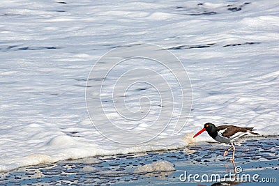 American oystercatcher and wave foam in northern Chile Stock Photo