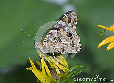 American Painted Lady Stock Photo