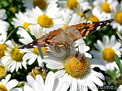 American Painted Lady Butterfly Stock Photo