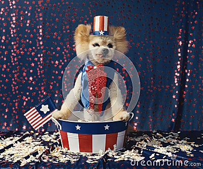 American patriotic Uncle Sam dog gives election speech standing Stock Photo
