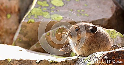 American Pika in Yellowstone National Park on Rocky Mountains. Stock Photo