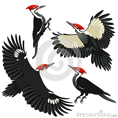 Four poses of American pileated woodpecker Vector Illustration
