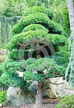 American pine.Ukraine. Crimea. Yalta zoo. Stock Photo