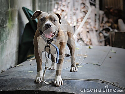 American Pit Bull Terrier Stock Photo