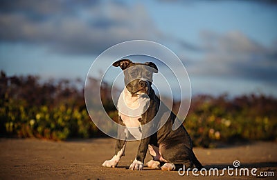 American Pit Bull Terrier puppy dog Stock Photo