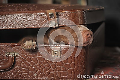 Dog in suitcase Stock Photo