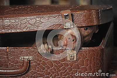 Dog in suitcase Stock Photo